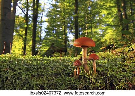 "Funeral Bell (Galerina marginata), fruit bodies in a forest" View Large Photo Image Stock Image - "Funeral Bell (Galerina marginata), fruit bodies in a forest". Fotosearch