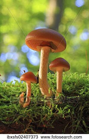"Funeral Bell (Galerina marginata), fruit bodies in a forest" View Large Photo Image Stock Image - "Funeral Bell (Galerina marginata), fruit bodies in a forest". Fotosearch