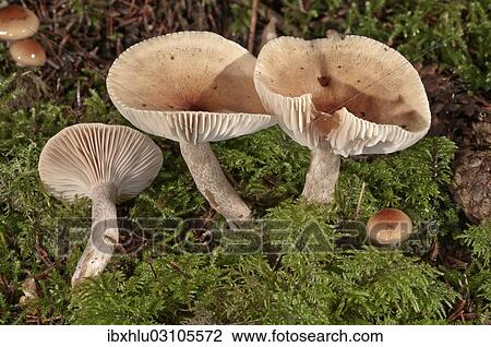 "Funnel Cap (Clitocybe costata), Untergroningen, Abtsgmuend, Baden-Wurttemberg, Germany, Europe" View Large Photo Image Stock Image - "Funnel Cap (Clitocybe costata), Untergroningen, Abtsgmuend, Baden-Wurttemberg, Germany, Europe". Fotosearch