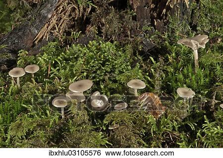 "Funnel Caps (Clitocybe sp. ), young stage, Untergroningen, Abtsgmuend, Baden-Wurttemberg, Germany, Europe" View Large Photo Image Stock Photograph - "Funnel Caps (Clitocybe sp. ), young stage, Untergroningen, Abtsgmuend, Baden-Wurttemberg, Germany, Europe". Fotosearch