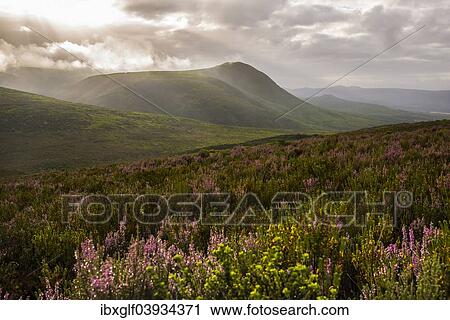 "Fynbos heathland in the Walkerbay with dramatic clouds, Grootbos, Gansbay, Western Cape, South Africa, Africa" View Large Photo Image Stock Image - "Fynbos heathland in the Walkerbay with dramatic clouds, Grootbos, Gansbay, Western Cape, South Africa, Africa". Fotosearch