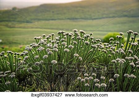 "Fynbos, heathland vegetation, Grootbos, Gansbay, Western Cape, South Africa, Africa" View Large Photo Image Stock Photo - "Fynbos, heathland vegetation, Grootbos, Gansbay, Western Cape, South Africa, Africa". Fotosearch