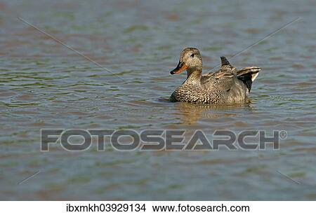 "Gadwall (Anas strepera), drake, Mecklenburg-Western Pomerania, Germany, Europe" View Large Photo Image Picture - "Gadwall (Anas strepera), drake, Mecklenburg-Western Pomerania, Germany, Europe". Fotosearch