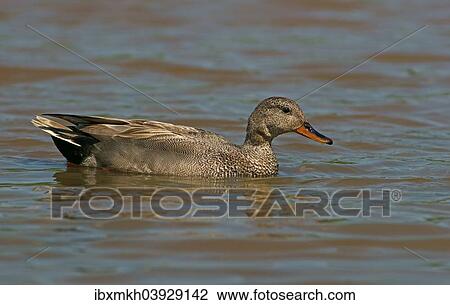 "Gadwall (Anas strepera), drake, Mecklenburg-Western Pomerania, Germany, Europe" View Large Photo Image Stock Image - "Gadwall (Anas strepera), drake, Mecklenburg-Western Pomerania, Germany, Europe". Fotosearch