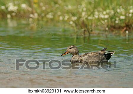 Stock Image - "Gadwall (Anas strepera), drake, Mecklenburg-Western Pomerania, Germany, Europe". Fotosearch