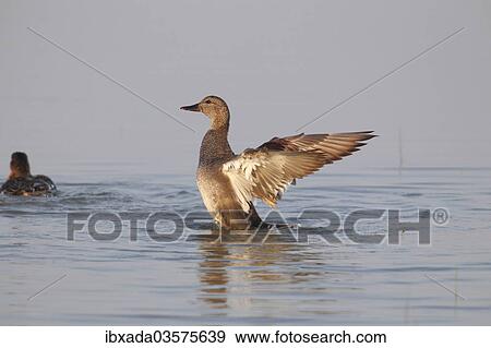 "Gadwall (Anas strepera), drake flapping its wings, Illmitz, Burgenland, Austria, Europe" View Large Photo Image Stock Photo - "Gadwall (Anas strepera), drake flapping its wings, Illmitz, Burgenland, Austria, Europe". Fotosearch