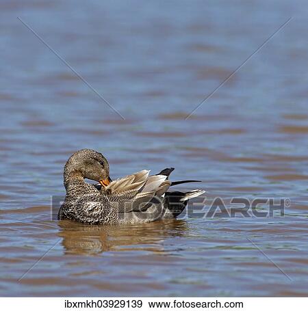 "Gadwall (Anas strepera), drake, Mecklenburg-Western Pomerania, Germany, Europe" View Large Photo Image Stock Photo - "Gadwall (Anas strepera), drake, Mecklenburg-Western Pomerania, Germany, Europe". Fotosearch