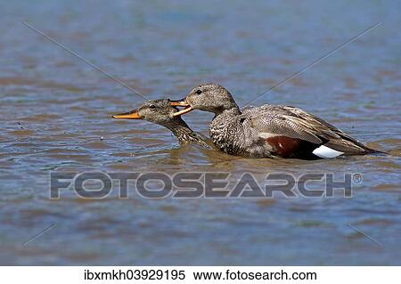 "Gadwalls (Anas strepera), mating, Mecklenburg-Western Pomerania, Germany, Europe" View Large Photo Image Stock Photography - "Gadwalls (Anas strepera), mating, Mecklenburg-Western Pomerania, Germany, Europe". Fotosearch