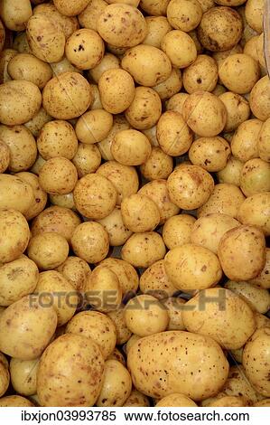 "Gala"""" Potatoes (Solanum tuberosum)" View Large Photo Image Stock Photography - "Gala"""" Potatoes (Solanum tuberosum)". Fotosearch