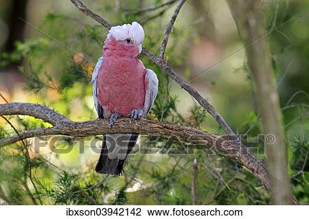 "Galah (Eolophus roseicapillus), adult, on perch, Wilsons Promontory National Park, Victoria, Australia, Oceania" View Large Photo Image Stock Image - "Galah (Eolophus roseicapillus), adult, on perch, Wilsons Promontory National Park, Victoria, Australia, Oceania". Fotosearch