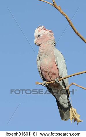 Stock Image - "Galah (Eolophus roseicapillus), Australia, Oceania". Fotosearch