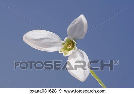 "Galanthus or Snowdrop (Galanthus elwesii), Odessa Oblast, Ukraine, Europe" View Large Photo Image Stock Photo - "Galanthus or Snowdrop (Galanthus elwesii), Odessa Oblast, Ukraine, Europe". Fotosearch