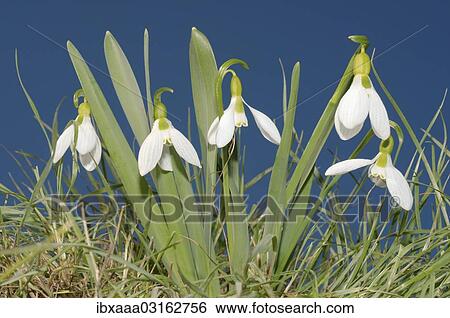"Galanthus or Snowdrop (Galanthus elwesii), Odessa Oblast, Ukraine, Europe" View Large Photo Image Stock Photograph - "Galanthus or Snowdrop (Galanthus elwesii), Odessa Oblast, Ukraine, Europe". Fotosearch