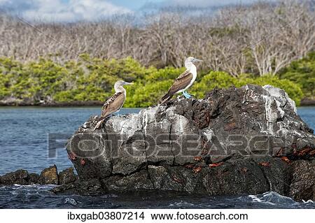 Picture - "Galapagos Blue-footed Boobies (Sula nebouxii excisa), Santa Cruz Island, Galapagos, Ecuador, South America". Fotosearch