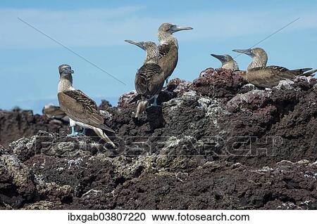 "Galapagos Blue-footed Boobies (Sula nebouxii excisa), Elisabeth Bay, Isabela Island, Galapagos, Ecuador, South America" View Large Photo Image Stock Image - "Galapagos Blue-footed Boobies (Sula nebouxii excisa), Elisabeth Bay, Isabela Island, Galapagos, Ecuador, South America". Fotosearch