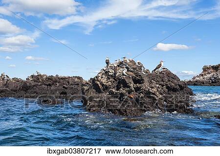 "Galapagos Blue-footed Boobies (Sula nebouxii excisa), Elisabeth Bay, Isabela Island, Galapagos, Ecuador, South America" View Large Photo Image Stock Photo - "Galapagos Blue-footed Boobies (Sula nebouxii excisa), Elisabeth Bay, Isabela Island, Galapagos, Ecuador, South America". Fotosearch