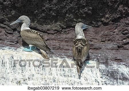 Stock Photo - "Galapagos Blue-footed Boobies (Sula nebouxii excisa), Elisabeth Bay, Isabela Island, Galapagos, Ecuador, South America". Fotosearch