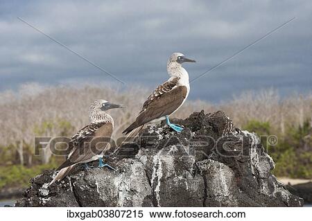 "Galapagos Blue-footed Boobies (Sula nebouxii excisa), Santa Cruz Island, Galapagos, Ecuador, South America" View Large Photo Image Stock Photography - "Galapagos Blue-footed Boobies (Sula nebouxii excisa), Santa Cruz Island, Galapagos, Ecuador, South America". Fotosearch