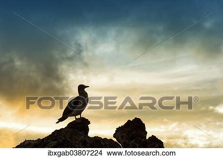 Picture - "Galapagos Blue-footed Booby (Sula nebouxii excisa) at sunset, Elisabeth Bay, Isabela Island, Galapagos, Ecuador, South America". Fotosearch
