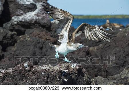 "Galapagos Blue-footed Booby (Sula nebouxii excisa) in flight, Elisabeth Bay, Isabela Island, Galapagos, Ecuador, South America" View Large Photo Image Stock Image - "Galapagos Blue-footed Booby (Sula nebouxii excisa) in flight, Elisabeth Bay, Isabela Island, Galapagos, Ecuador, South America". Fotosearch