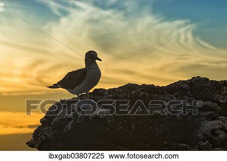 Stock Photography - "Galapagos Blue-footed Booby (Sula nebouxii excisa) at sunset, Elisabeth Bay, Isabela Island, Galapagos, Ecuador, South America". Fotosearch