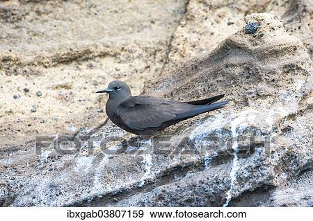 "Galapagos Brown Noddy (Anous stolidus galapagensis), Punta Vicente Roca, Isabela Island, Galapagos, Ecuador, South America" View Large Photo Image Stock Photo - "Galapagos Brown Noddy (Anous stolidus galapagensis), Punta Vicente Roca, Isabela Island, Galapagos, Ecuador, South America". Fotosearch