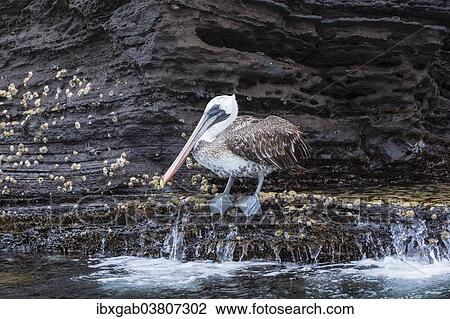 "Galapagos Brown Pelican (Pelecanus occidentalis urinator), Tagus Cove, Isabela Island, Galapagos, Ecuador, South America" View Large Photo Image Stock Image - "Galapagos Brown Pelican (Pelecanus occidentalis urinator), Tagus Cove, Isabela Island, Galapagos, Ecuador, South America". Fotosearch