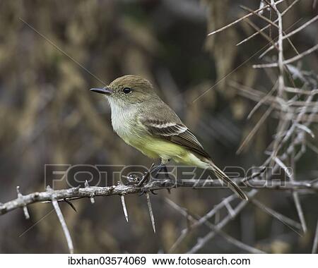 Stock Photo - "Galapagos Flycatcher or Large-billed Flycatcher (Myiarchus magnirostris), Isla Isabella, Galapagos Islands". Fotosearch