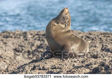 Stock Image - "Galapagos Fur Seal (Arctocephalus galapagoensis), Galapagos". Fotosearch