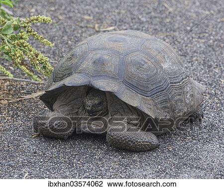 "Galapagos Giant Tortoise, Cerro Azul subspecies (Chelonoidis nigra vicina), Isabela Island, Galapagos Islands, Ecuador, South America" View Large Photo Image Stock Image - "Galapagos Giant Tortoise, Cerro Azul subspecies (Chelonoidis nigra vicina), Isabela Island, Galapagos Islands, Ecuador, South America". Fotosearch