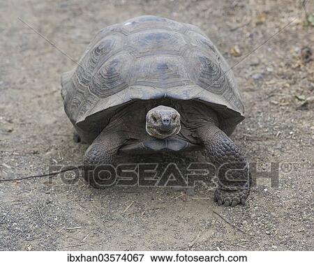 "Galapagos Giant Tortoise, Cerro Azul subspecies (Chelonoidis nigra vicina), Isabela Island, Galapagos Islands, Ecuador, South America" View Large Photo Image Stock Photo - "Galapagos Giant Tortoise, Cerro Azul subspecies (Chelonoidis nigra vicina), Isabela Island, Galapagos Islands, Ecuador, South America". Fotosearch
