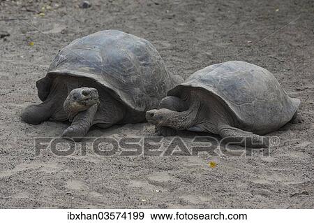 "Galapagos Giant Tortoise (Chelonoidis nigra) at the Charles Darwin Station, Isabela Island, Galapagos Islands, Ecuador, South America" View Large Photo Image Stock Photo - "Galapagos Giant Tortoise (Chelonoidis nigra) at the Charles Darwin Station, Isabela Island, Galapagos Islands, Ecuador, South America". Fotosearch