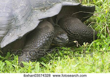 Stock Photo - "Galapagos Giant Tortoise (Chelonoidis nigra), Santa Cruz Island, Galapagos Islands, Ecuador, South America". Fotosearch