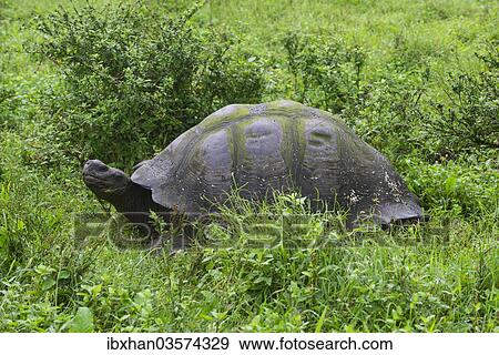 "Galapagos Giant Tortoise (Chelonoidis nigra), Santa Cruz Island, Galapagos Islands, Ecuador, South America" View Large Photo Image Stock Photo - "Galapagos Giant Tortoise (Chelonoidis nigra), Santa Cruz Island, Galapagos Islands, Ecuador, South America". Fotosearch