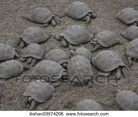 Stock Photograph - "Galapagos Giant Tortoise (Chelonoidis nigra) at the Charles Darwin Station, Isabela Island, Galapagos Islands, Ecuador, South America". Fotosearch