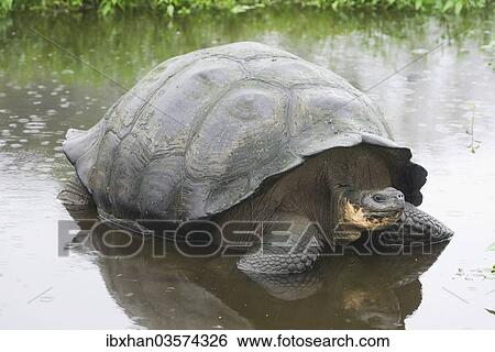 "Galapagos Giant Tortoise (Chelonoidis nigra) in a pond, Santa Cruz Island, Galapagos Islands, Ecuador, South America" View Large Photo Image Stock Photograph - "Galapagos Giant Tortoise (Chelonoidis nigra) in a pond, Santa Cruz Island, Galapagos Islands, Ecuador, South America". Fotosearch