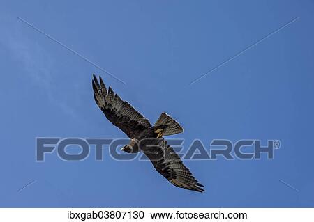 "Galapagos Hawk (Buteo galapagoensis), in flight, Espanola Island, Galapagos, Ecuador, South America" View Large Photo Image Stock Image - "Galapagos Hawk (Buteo galapagoensis), in flight, Espanola Island, Galapagos, Ecuador, South America". Fotosearch