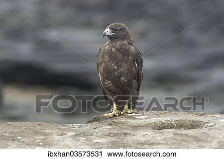 "Galapagos Hawk (Buteo galapagoensis), Isla San Salvador, Isla Santiago, Galapagos Islands" View Large Photo Image Stock Image - "Galapagos Hawk (Buteo galapagoensis), Isla San Salvador, Isla Santiago, Galapagos Islands". Fotosearch