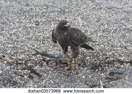 Stock Photo - "Galapagos Hawk (Buteo galapagoensis) with a caught fish, Narborough Island, Galapagos Islands". Fotosearch