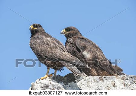 Stock Photo - "Galapagos Hawks (Buteo galapagoensis), Espanola Island, Galapagos, Ecuador, South America". Fotosearch