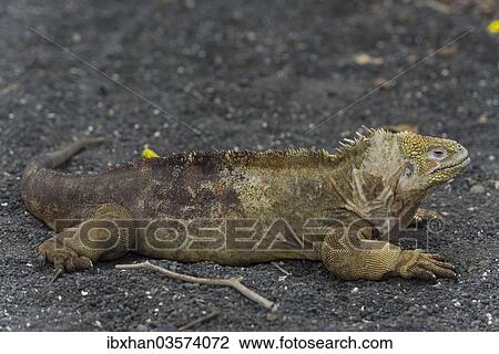 "Galapagos Land Iguana (Conolophus subcristatus), Isabela Island, Galapagos Islands, Ecuador, South America" View Large Photo Image Stock Image - "Galapagos Land Iguana (Conolophus subcristatus), Isabela Island, Galapagos Islands, Ecuador, South America". Fotosearch