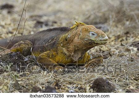 "Galapagos Land Iguana (Conolophus subcristatus), Seymour Norte, Galapagos Islands, Ecuador, South America" View Large Photo Image Stock Photo - "Galapagos Land Iguana (Conolophus subcristatus), Seymour Norte, Galapagos Islands, Ecuador, South America". Fotosearch