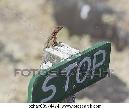 Picture - "Galapagos Lava Lizard (Microlophus albemarlensis) on a stop sign, Espanola Island, Galapagos Islands, Ecuador, South America". Fotosearch