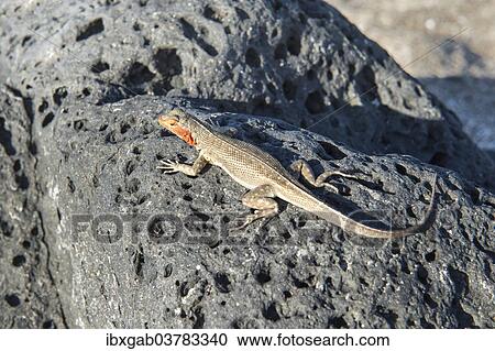 "Galapagos Lava Lizard (Microlophus albemarlensis), Galapagos" View Large Photo Image Stock Image - "Galapagos Lava Lizard (Microlophus albemarlensis), Galapagos". Fotosearch