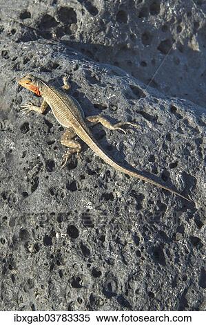 Stock Photography - "Galapagos Lava Lizard (Microlophus albemarlensis), Galapagos". Fotosearch