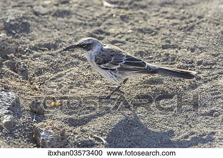 "Galapagos Mockingbird (Mimus parvulus), Isla Genovesa, Galapagos Islands" View Large Photo Image Stock Image - "Galapagos Mockingbird (Mimus parvulus), Isla Genovesa, Galapagos Islands". Fotosearch