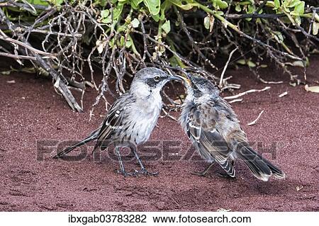 Stock Image - "Galapagos Mockingbirds (Nesomimus parvulus), adult feeding chick, Galapagos". Fotosearch