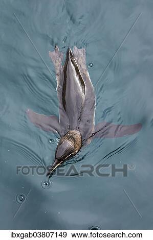 Stock Photo - "Galapagos Penguin (Spheniscus mendiculus), swimming, Insel Isabela, Galapagosinseln, Ecuador, South America". Fotosearch