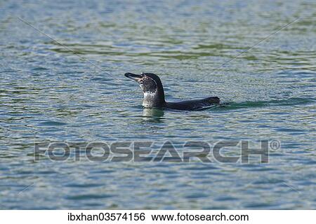 Stock Photograph - "Galapagos Penguin (Spheniscus mendiculus), Isla Isabella, Galapagos Islands". Fotosearch