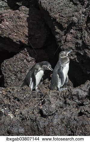 "Galapagos Penguins (Spheniscus mendiculus), Insel Isabela, Galapagosinseln, Ecuador, South America" View Large Photo Image Picture - "Galapagos Penguins (Spheniscus mendiculus), Insel Isabela, Galapagosinseln, Ecuador, South America". Fotosearch